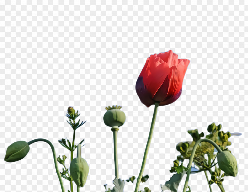 Tulip Wildflower Blossom Background PNG