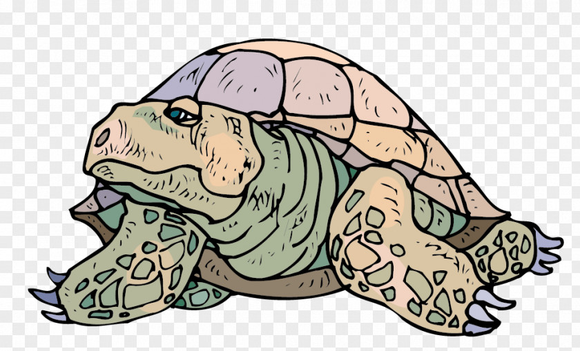 Vector Turtles Material Tortoise Sea Turtle Crocodiles PNG