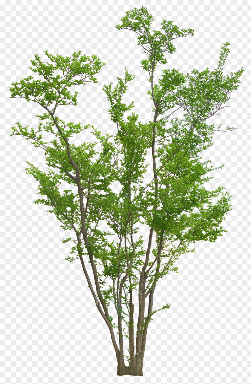 Luxuriant Trees Tree Autumn Plant PNG