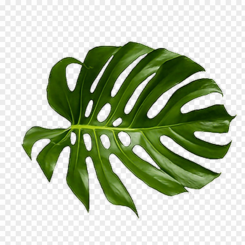 Tropical Leaves Leaf Swiss Cheese Plant Palm Branch Art Tropics PNG