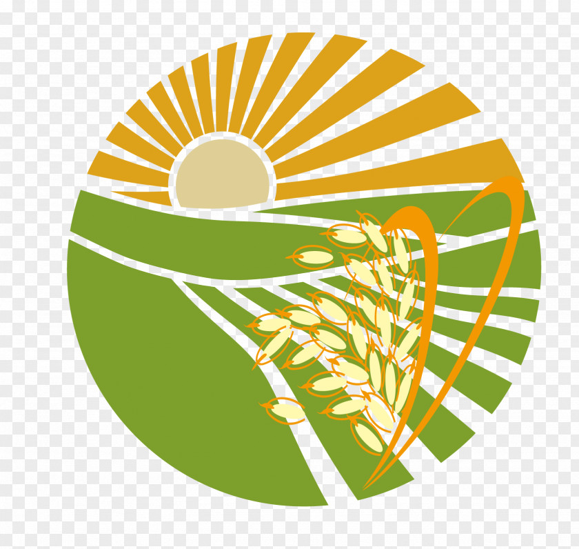 Vector Rice Landscape Euclidean Illustration PNG