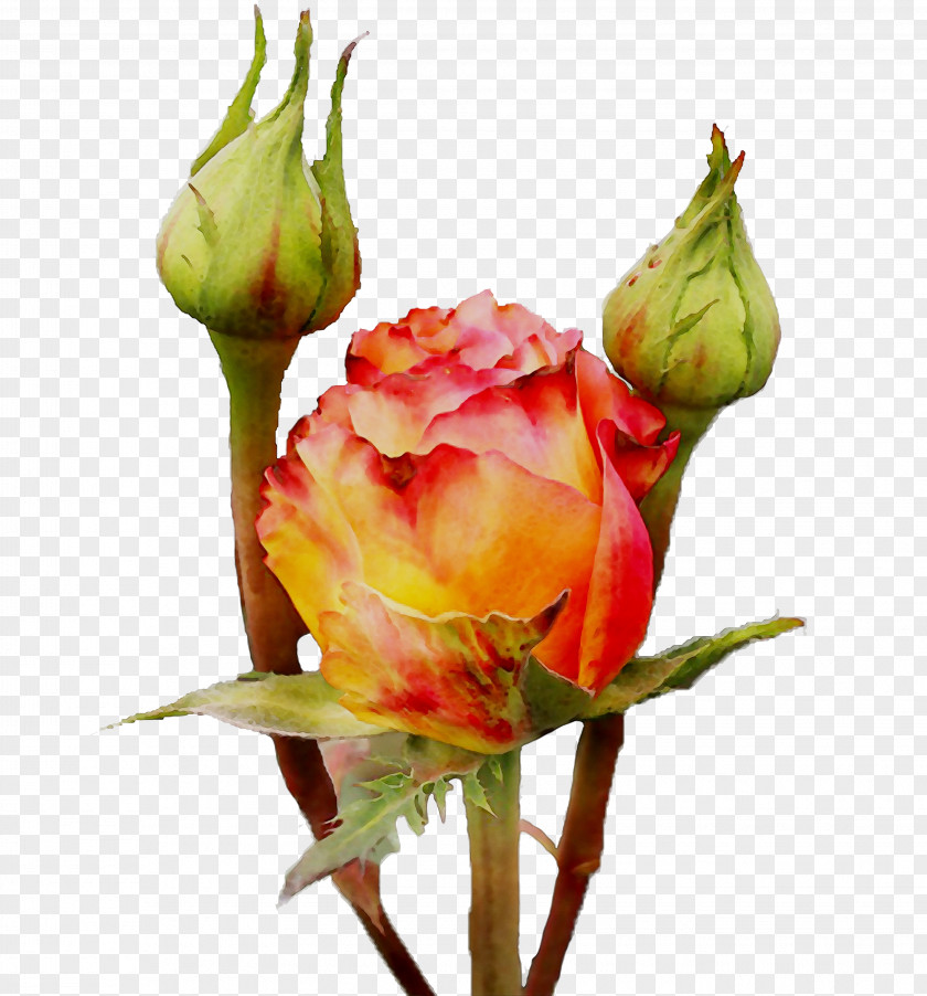 Garden Roses Cabbage Rose Floristry Cut Flowers Bud PNG
