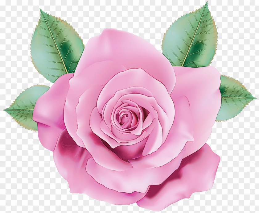 Garden Roses PNG