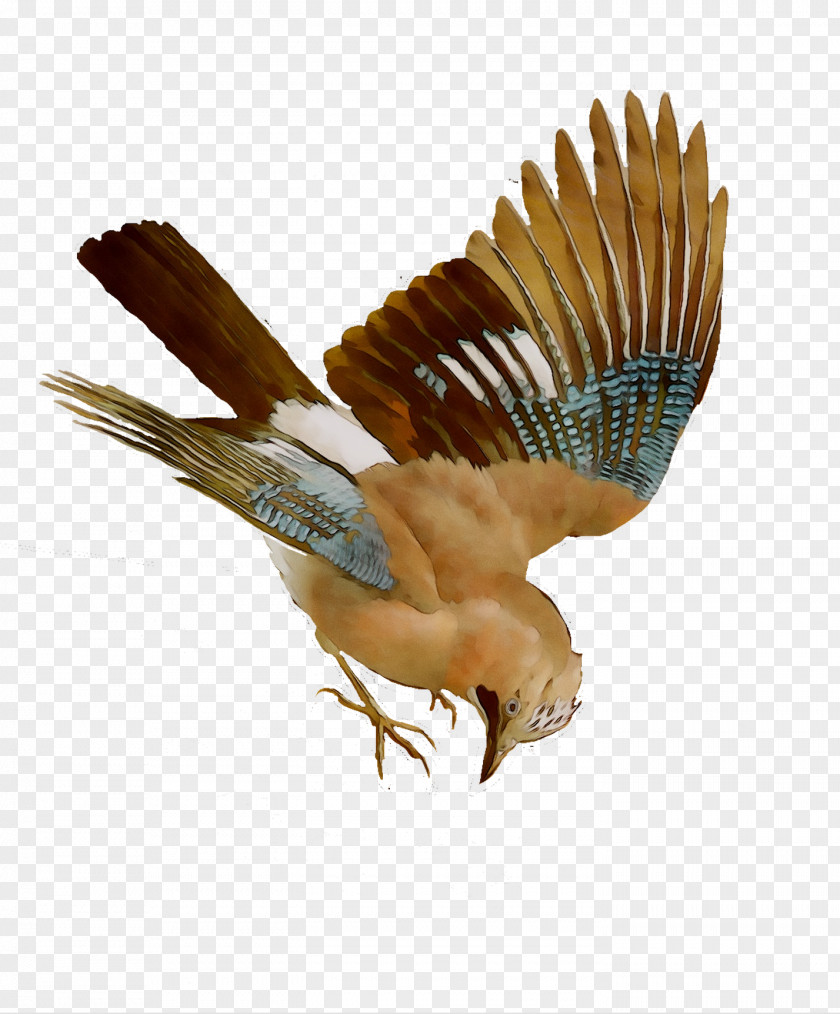 Hawk Eagle Fauna Beak Feather PNG