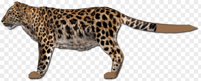 Leopard Ocelot Jaguar Cheetah Whiskers PNG