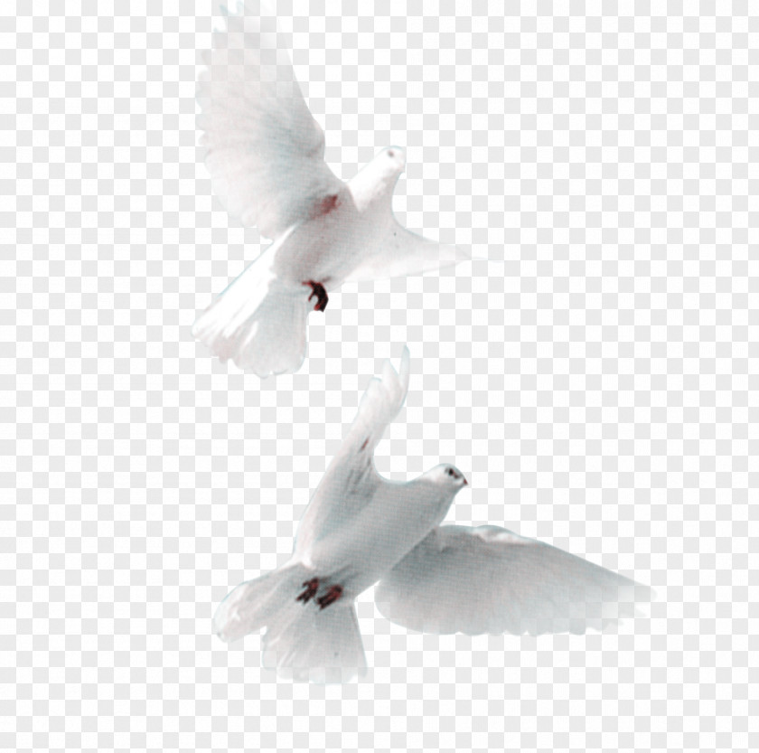 Pigeon Pictures Domestic Bird Snow Streptopelia PNG