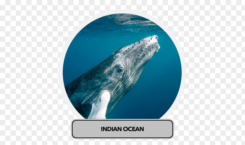 Sperm Whale Cetacea Gray Humpback Bryde's PNG whale whale, Travel india clipart PNG