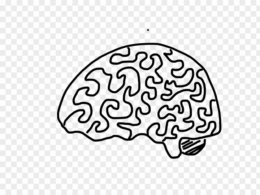 Brain Drawing Cerebrum Nervous System Cerebellum PNG