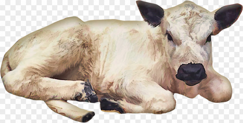 Calf Cattle Clip Art PNG