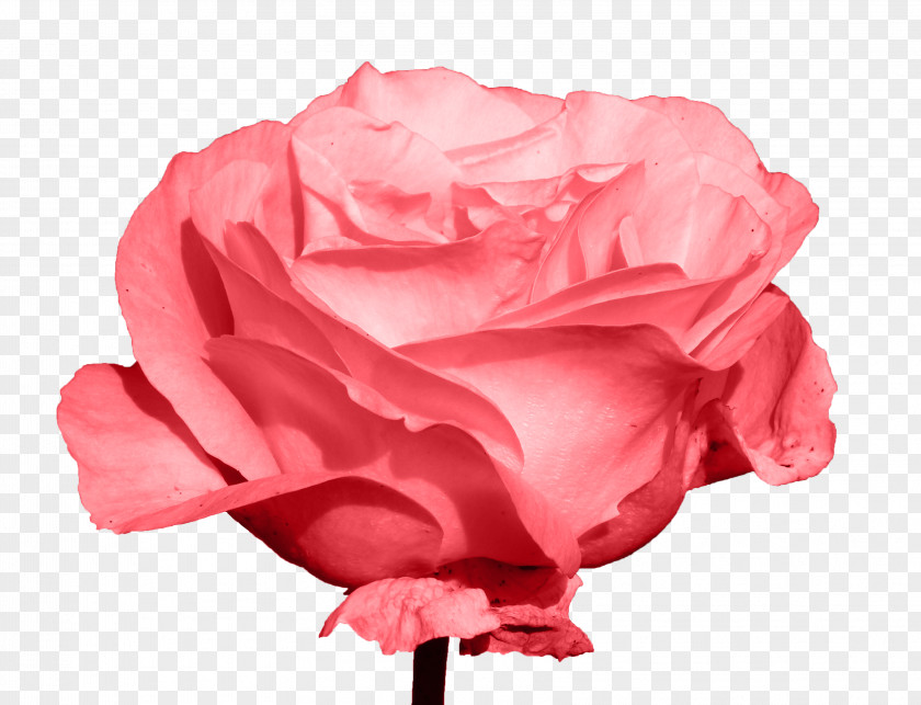 Rose Free Download Garden Roses Centifolia Beach PNG