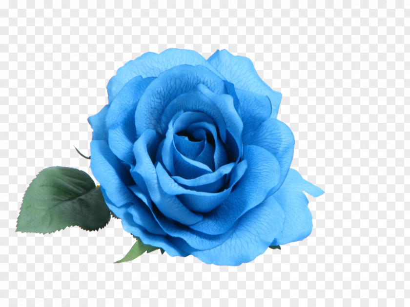Flower Blue Rose Rosa Peace PNG