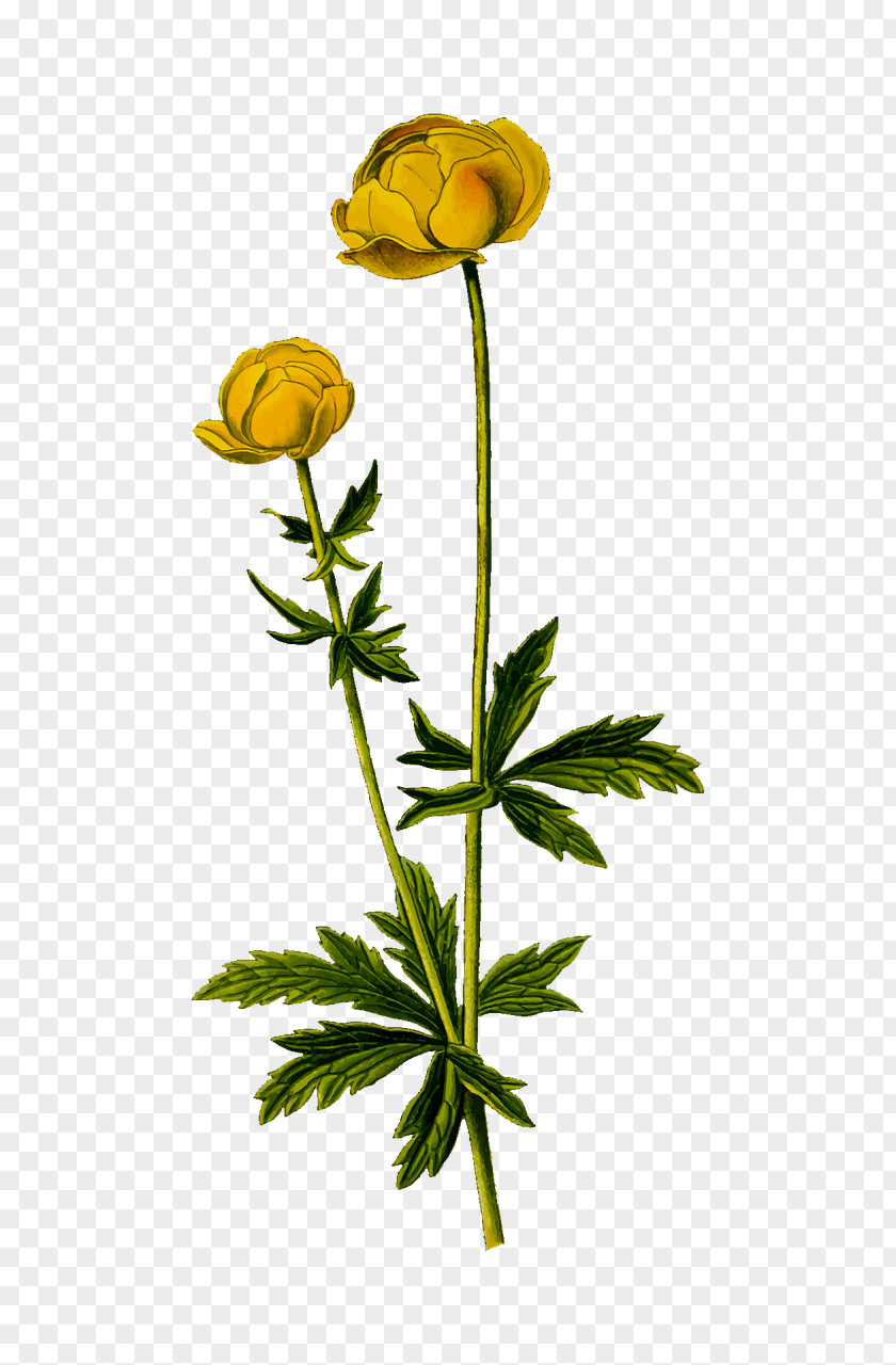 Flower Clip Art Globeflower Photograph PNG