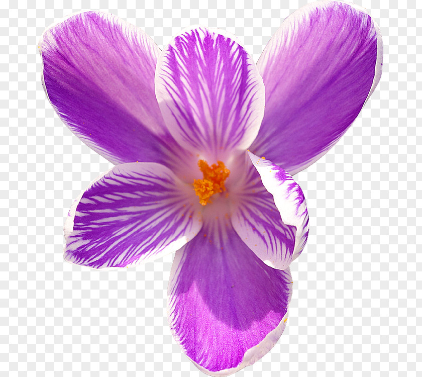 Flower Royalty-free PNG