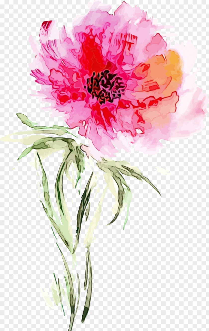 Peony Common Flower Flowering Plant Watercolor Paint Petal PNG