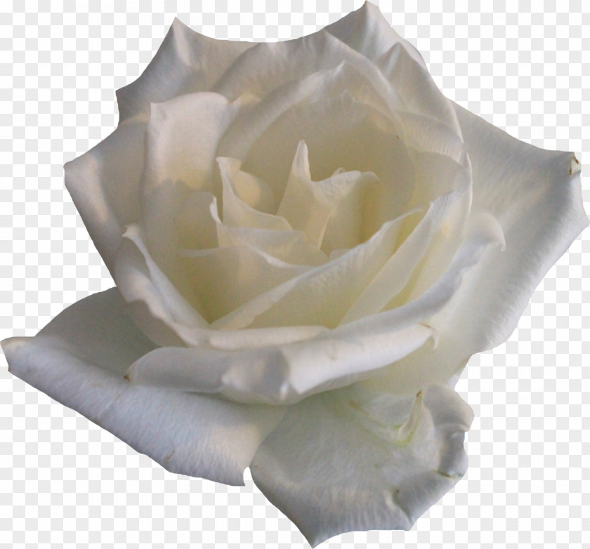 White Roses Rose Flower Clip Art PNG