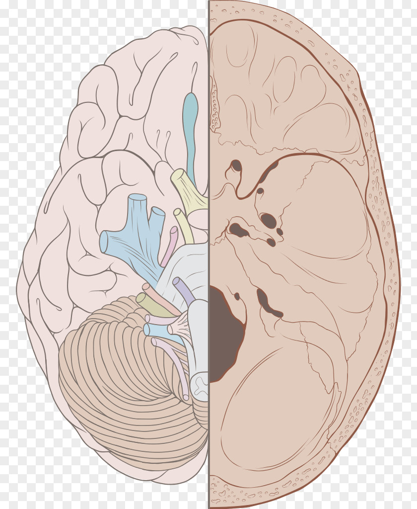 Brain Cranial Nerves Vagus Nerve Olfactory Glossopharyngeal PNG