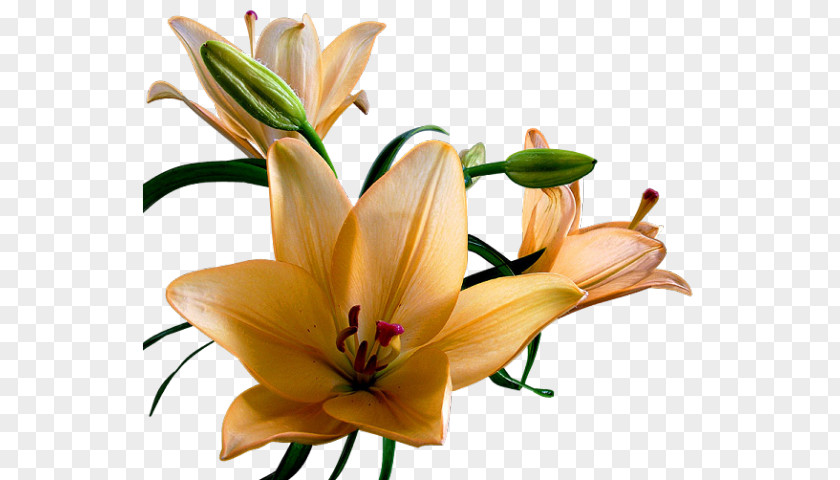 Lilium Flower Gfycat Blog Desktop Wallpaper PNG