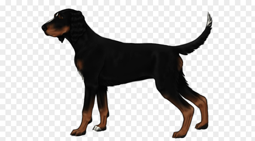 Rare Breed Dog Dobermann Black And Tan Coonhound Greek Harehound Austrian Hound German Pinscher PNG