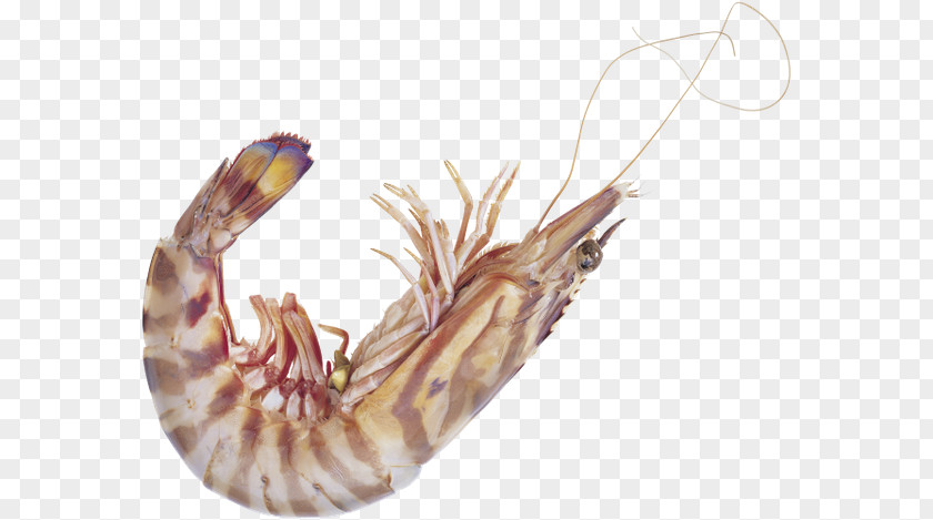 Shrimp Decapoda Caridea Seafood PNG