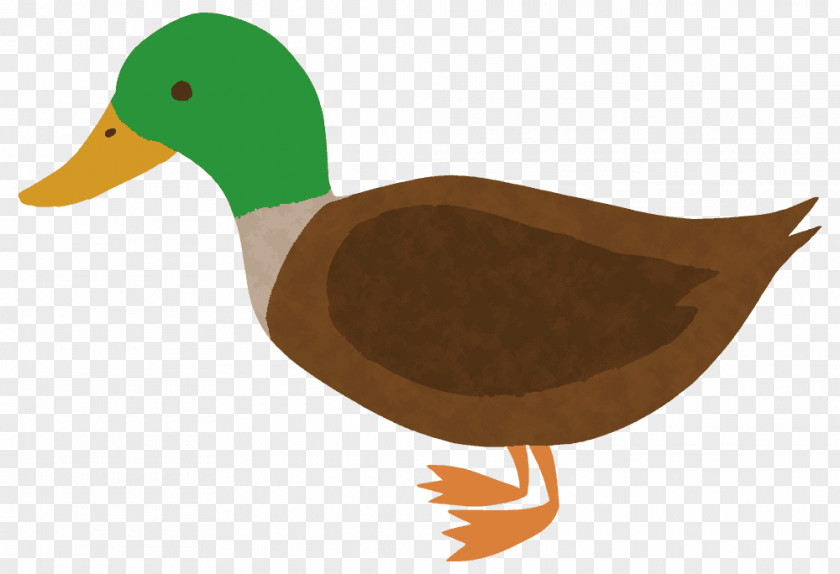 Duck Mallard Bird 鴨鍋 PNG