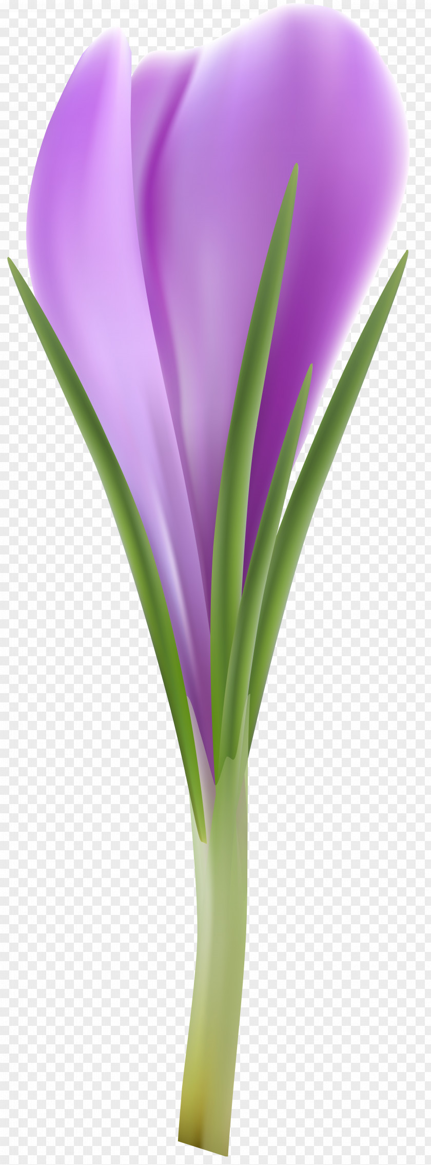 Flower Clip Art PNG