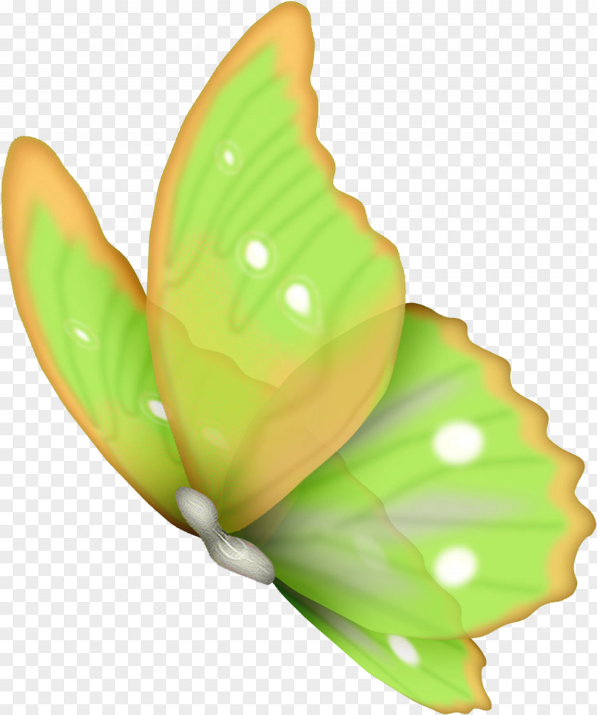 Green Pepper Butterfly Flower Clip Art PNG