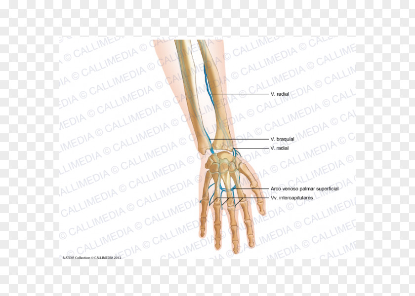 Hand Finger Intercapitular Veins Of The Forearm PNG