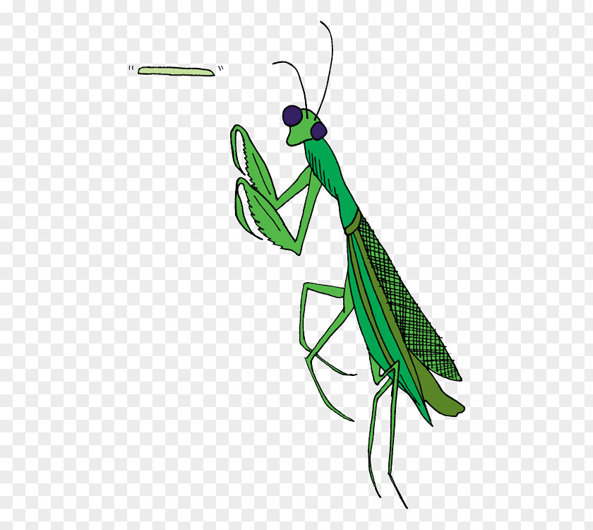 Insect Mantis Pest Cricket Clip Art PNG
