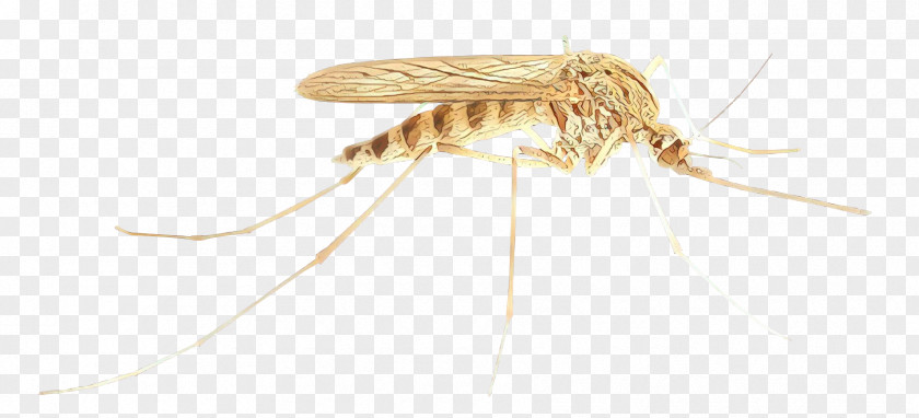 Drosophila Mayflies Mosquito Insect PNG