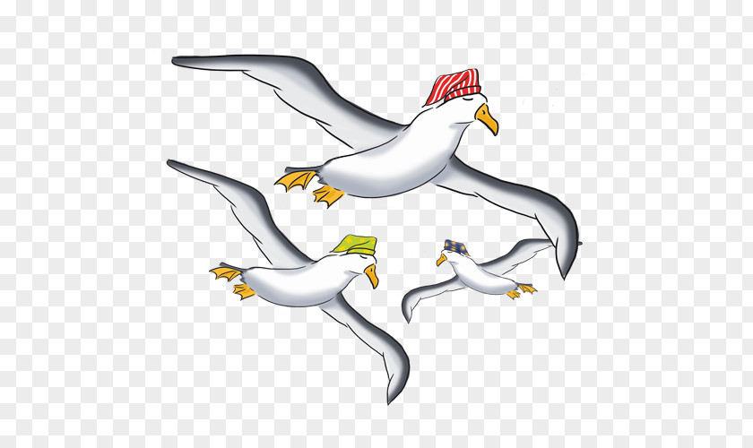 Duck Cygnini Goose Seabird Beak PNG