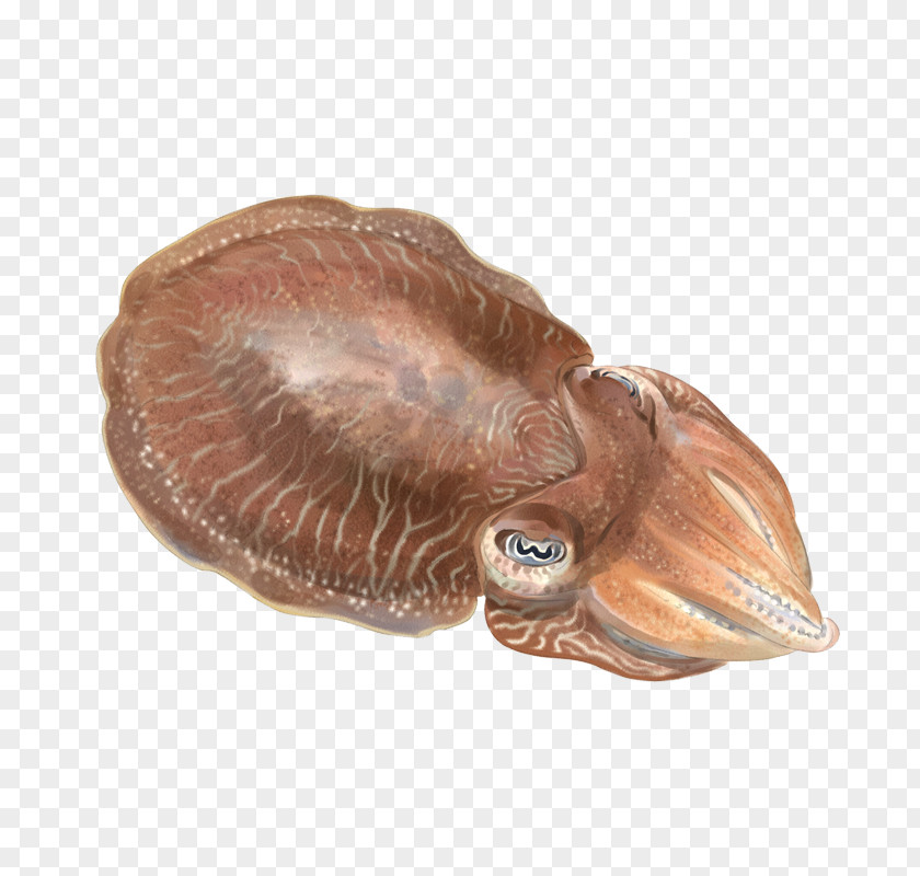 Sepia Cuttlefish Cephalopod Mantle Sepiola PNG