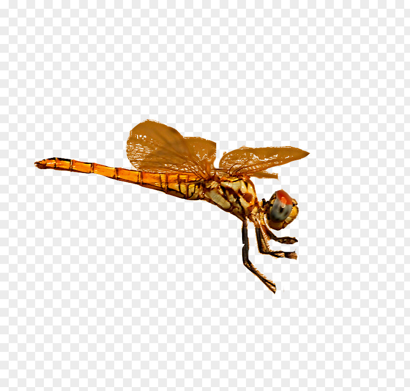 Yellow Dragonfly Pterygota PNG
