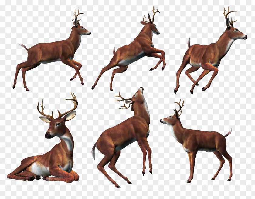 Deer Reindeer Elk Clip Art PNG