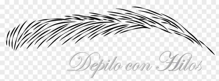 Design Line Art Drawing Feather PNG