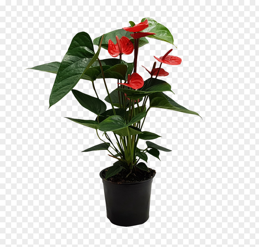 Impatiens Anthurium Flowers Background PNG