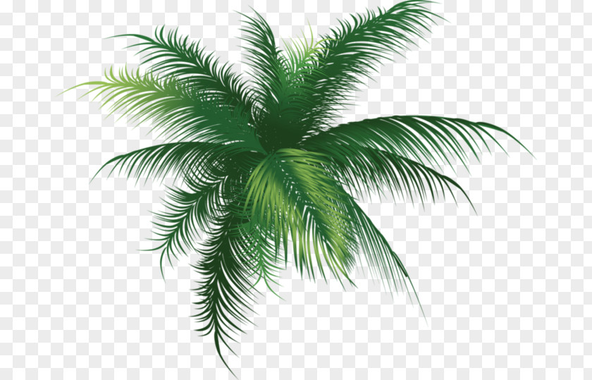 Leaf Babassu Clip Art Palm Trees PNG