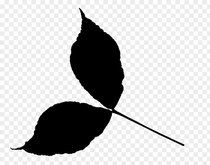 M Leaf Clip Art Silhouette Line Black & White PNG