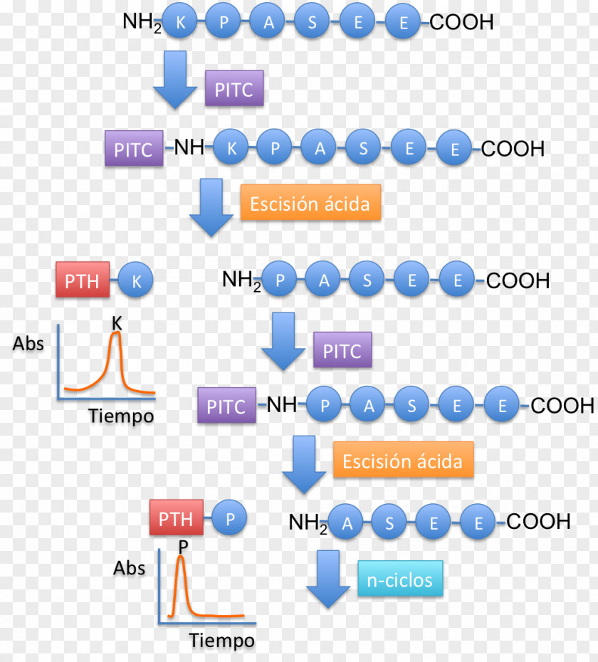 Protein Sequencing Actin Cytoskeleton Myosin Brand PNG