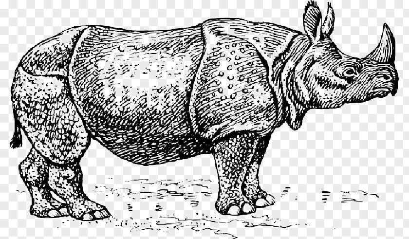 Rhino Javan Rhinoceros Clip Art Vector Graphics White PNG