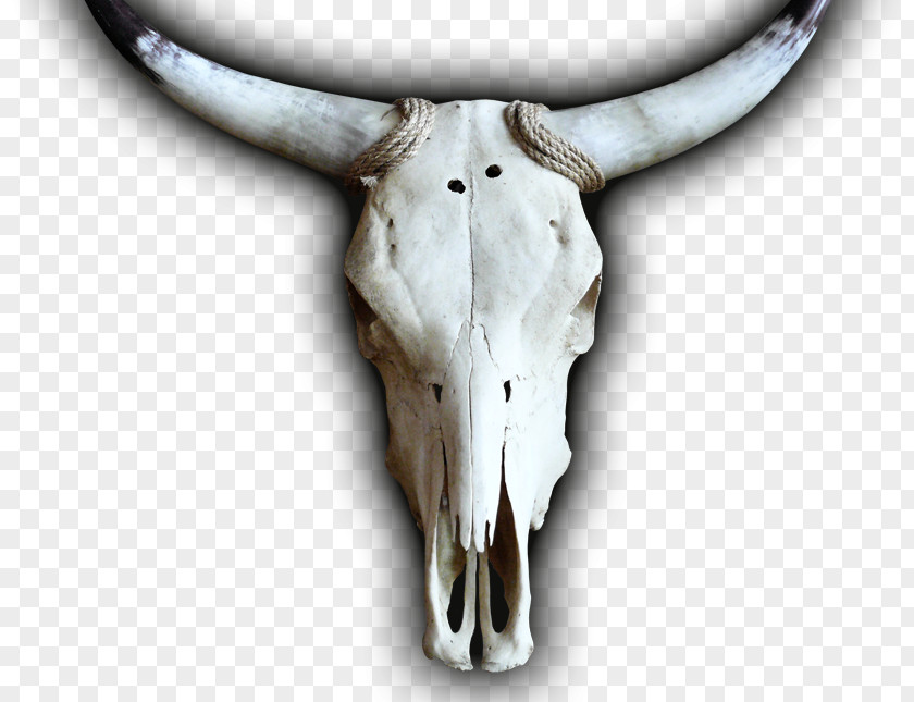 Skull Cattle Jeffrey Horn PNG