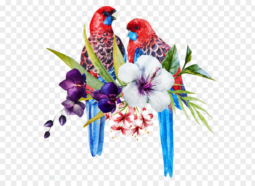 Two Parrots Bird Parrot Eastern Rosella Illustration PNG