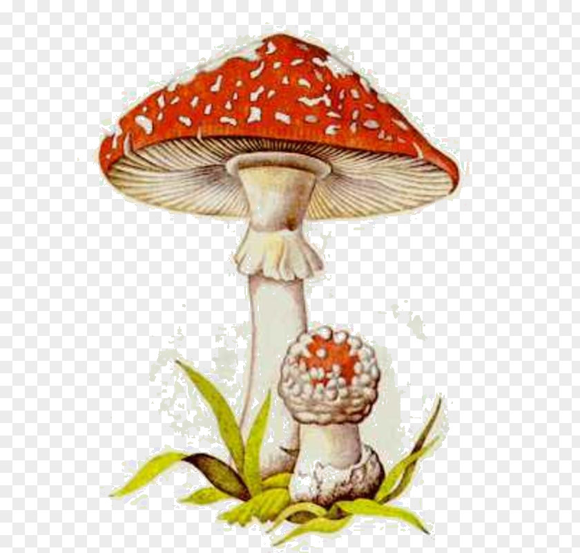 Mushroom Poisonous Fungus Cepurīšu Sēnes Edible PNG