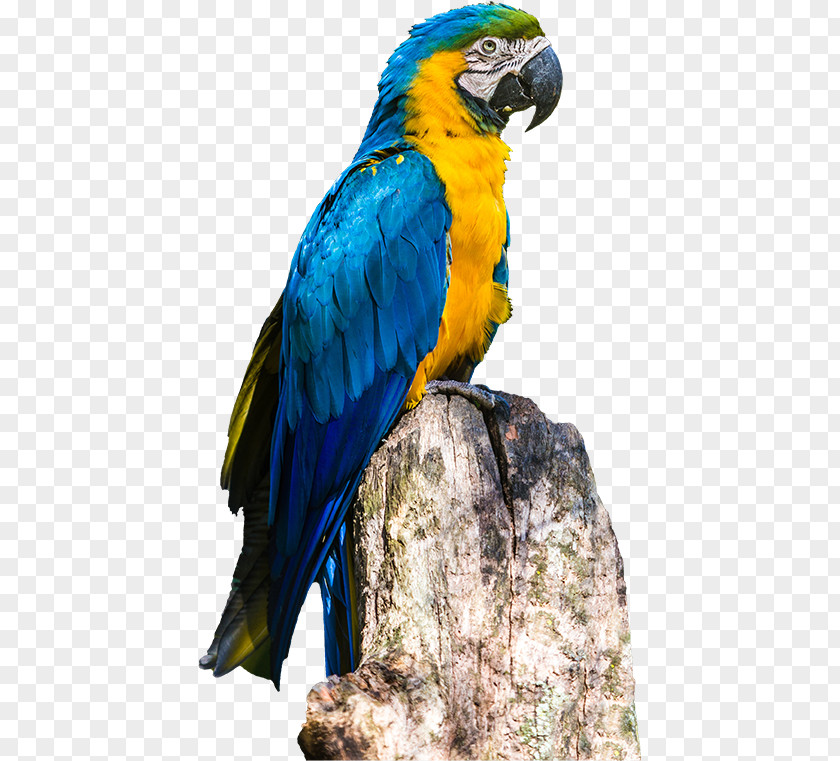 Parrot Rio De Janeiro Blue-and-yellow Macaw Poster PNG