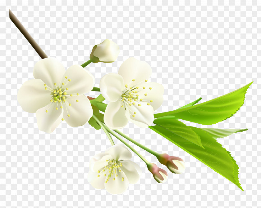Spring Branch With White Tree Flowers Clipart Flower Clip Art PNG