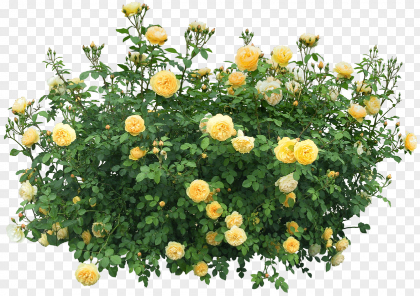 Bush Image Shrub Flower Rose PNG