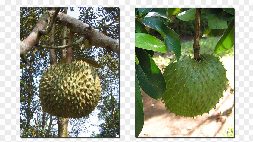 Durian Cherimoya Soursop Sugar Apple Fruit PNG