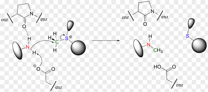 Enzyme Catalysis Active Site Nucleophilic Substitution PNG