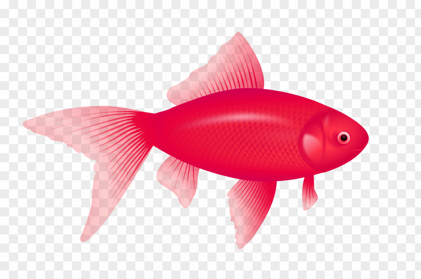 Fish Redfish Clip Art PNG