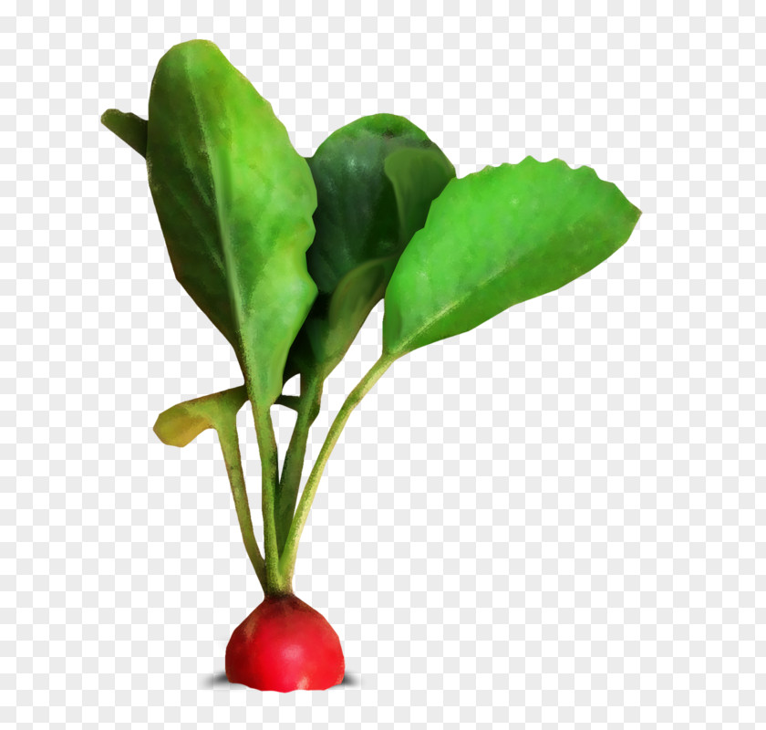 Leaf Vegetable Radish Cải Củ Red PNG