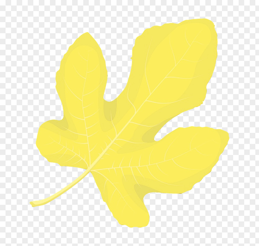 Leaf Yellow Petal Plant Structure PNG
